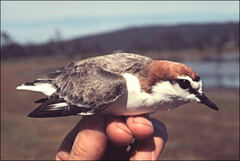 Charadrius ruficapillus