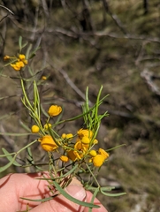 Senna artemisioides