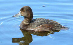Aythya novaeseelandiae