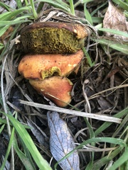 Xerocomellus dryophilus