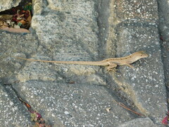 Anolis sagrei