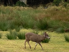 Odocoileus hemionus sitkensis