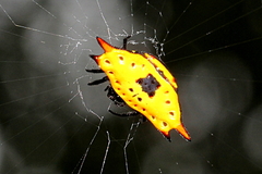 Gasteracantha quadrispinosa