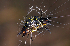 Gasteracantha quadrispinosa