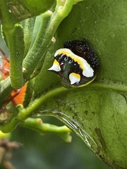 Poecilopachys australasia