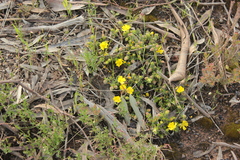 Hibbertia sericea