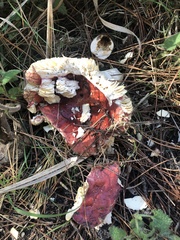 Russula rhodocephala
