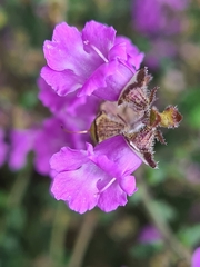 Prostanthera hirtula