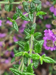 Prostanthera hirtula