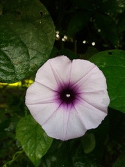 Ipomoea batatas