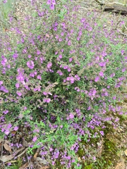 Prostanthera hirtula