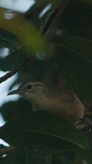 Cantorchilus leucotis