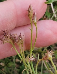 Pleurocoronis pluriseta