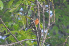 Mitrephanes phaeocercus