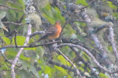 Mitrephanes phaeocercus