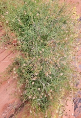 Pleurocoronis pluriseta