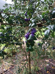 Rhaphithamnus spinosus