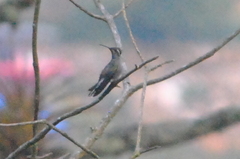 Lampornis clemenciae