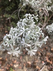 Lupinus albifrons