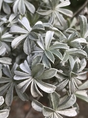 Lupinus albifrons