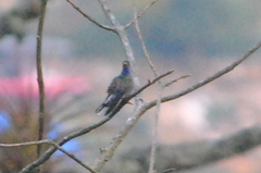 Lampornis clemenciae