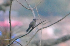 Lampornis clemenciae