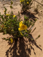 Hibbertia incana
