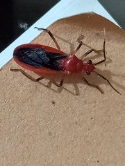 Reduviidae