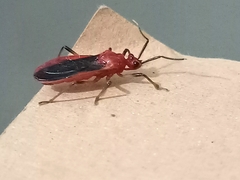 Reduviidae
