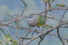 Oriturus superciliosus