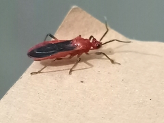 Reduviidae