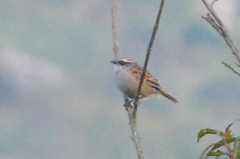 Oriturus superciliosus