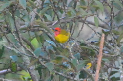 Piranga erythrocephala