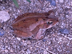 Incilius marmoreus