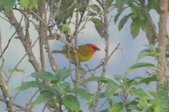 Piranga erythrocephala