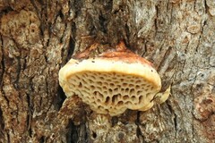 Hexagonia vesparia
