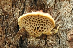 Hexagonia vesparia