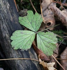 Waldsteinia fragarioides