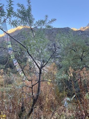 Hippophae