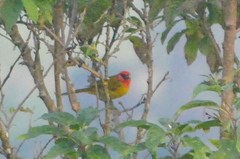 Piranga erythrocephala