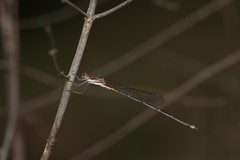 Austrolestes analis