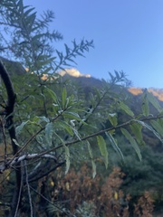 Hippophae