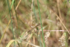 Austrolestes analis