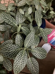 Fittonia albivenis