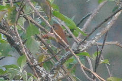 Catharus occidentalis