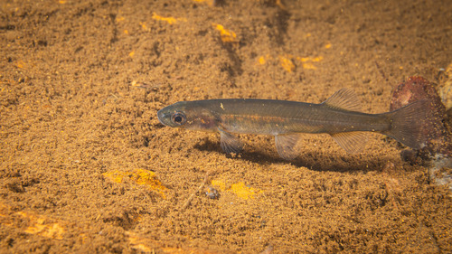 New Caledonian galaxias (Galaxias neocaledonicus) — Galaxiidae — 5