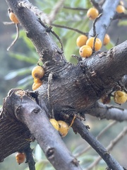 Hippophae