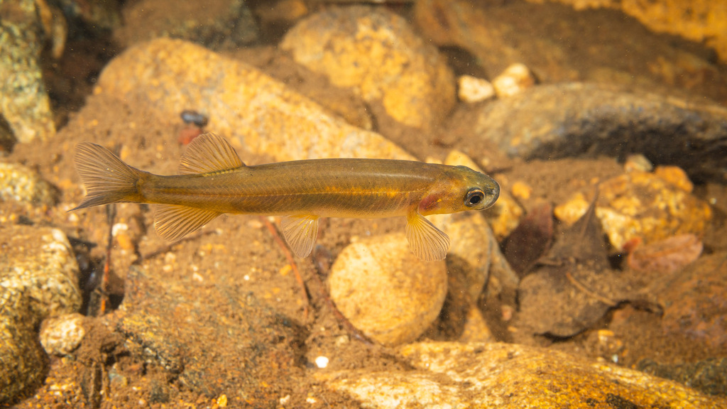 New Caledonian galaxias (Galaxias neocaledonicus) — Galaxiidae