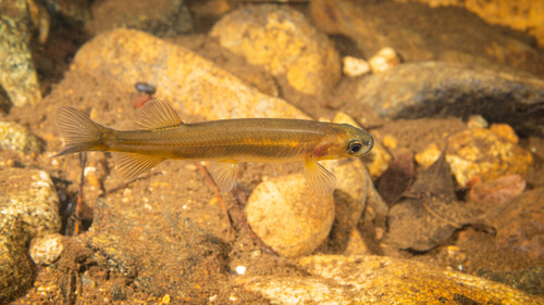 New Caledonian galaxias (Galaxias neocaledonicus) — Galaxiidae