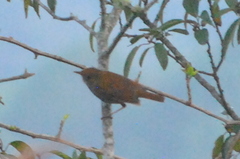 Catharus occidentalis